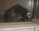 Cat licking up water in a shower.