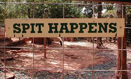 Sign on fence on a llama pen reads 'Spit Happens'