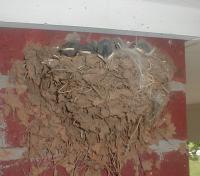 Four small baby birds in a mud nest on the side of a brick wall
