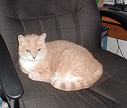 Cat in a chair