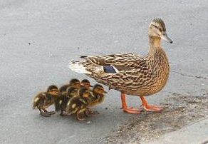 A mother duck followed by 6 little ducklings