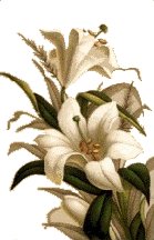 Easter Lilies: the white-robed apostles of hope