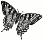 [butterfly]