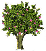 [apple tree]