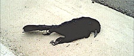 [dead black bird]